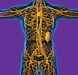 Lymphoedema and Lipoedema Care Lymphoedema and Lipoedema Care